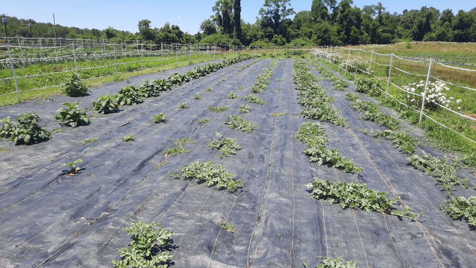 Tomato Patch (Better Boy, Rutgers, Roma & Pink Heirlooms)