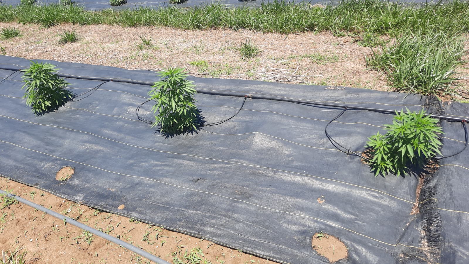 Melon Patch (Watermelon Focus: Crimson Sweet, Jubilee & Sugar Baby)
