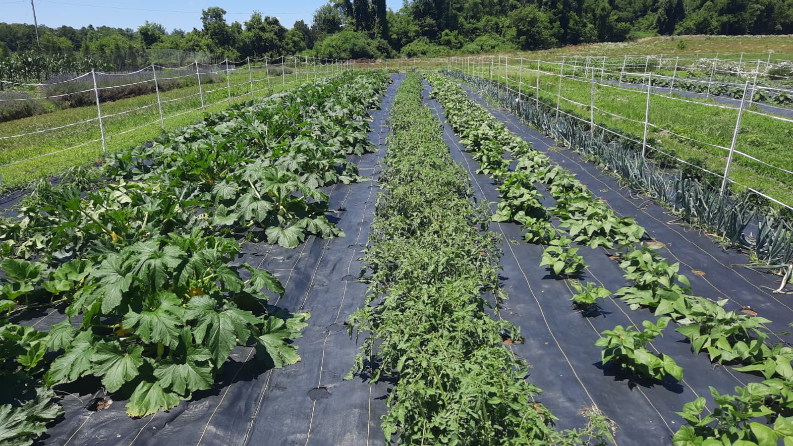 Community Field Blend (Honey Hemp Farms + Francisco’s Plot)