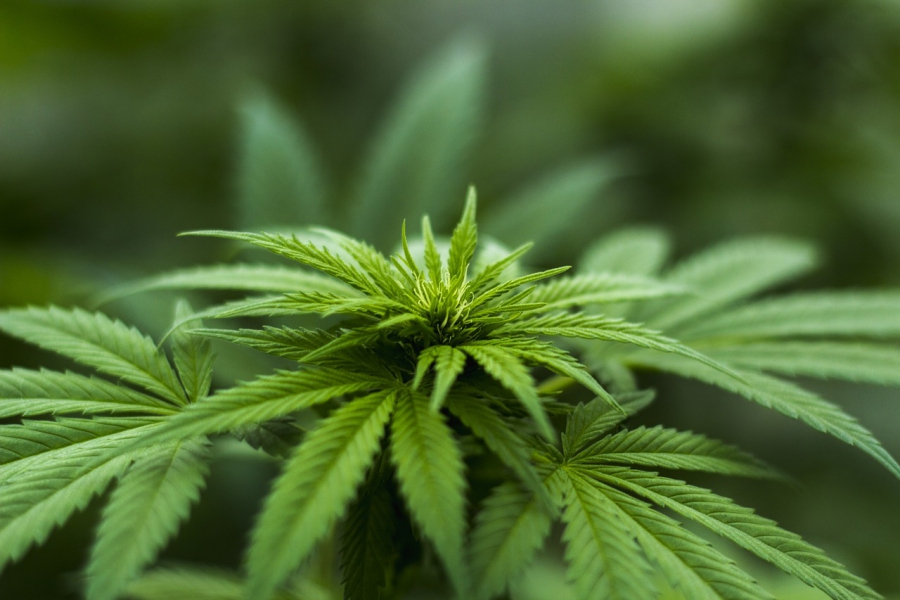 India Globalization Capital To Use #blockchain To Address Issues Specific To The Medical #cannabis Industry @matrixthinker #bitcoin #cryptocurrency #weed #pot #marijuana