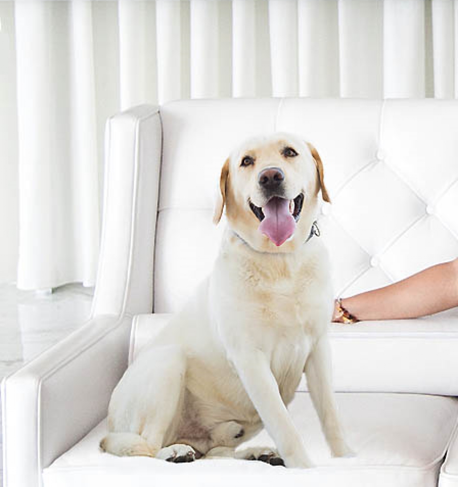 Save A Pooch Host Beverly Isla Discusses Espionage Rescue Dogs On 'watch Out James Bond' Episode 1 #rescueanimals @saveapooch