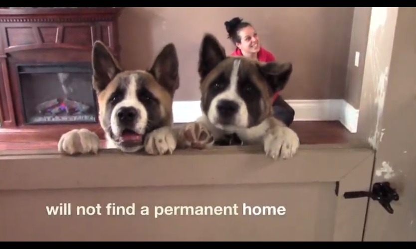 Why Is Doggie Daycare Good For Your Dog? #rescueanimals @saveapooch
