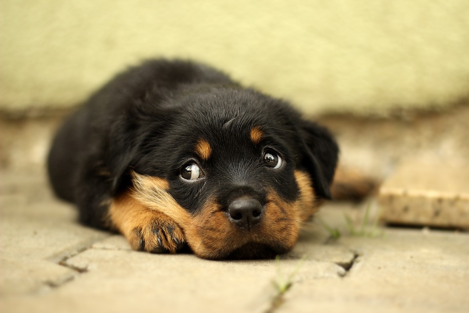 ?is Your Pet Happy? #rescueanimals @saveapooch